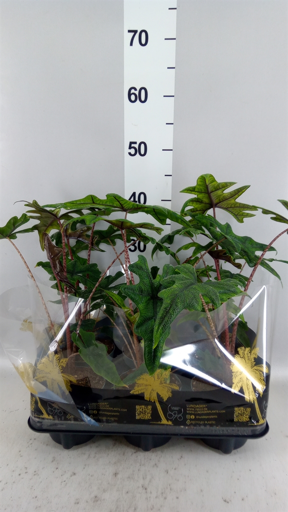 Alocasia Zebrina 12Ø 40cm