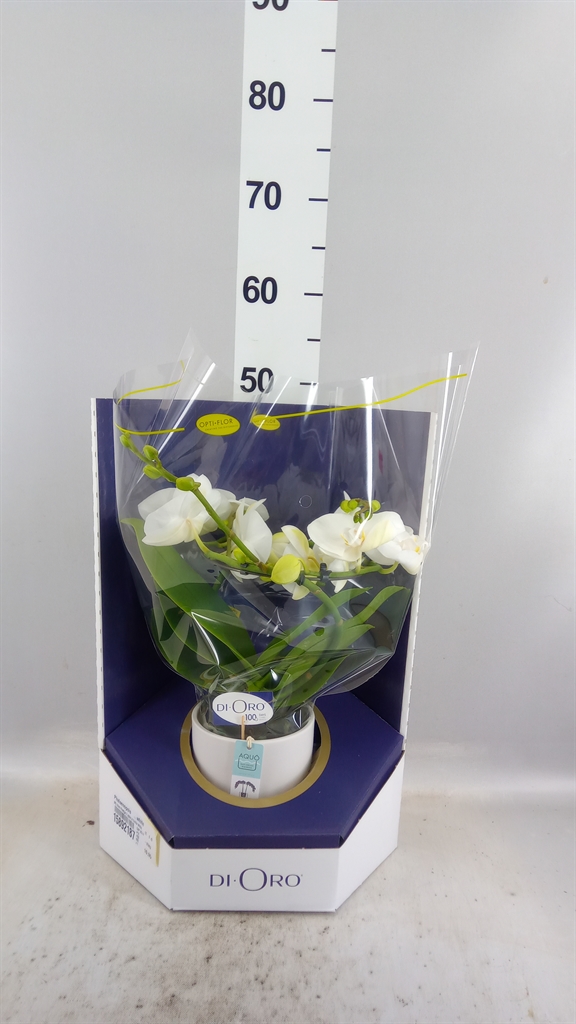 Phalaenopsis White 2 Stem 12Ø 50cm