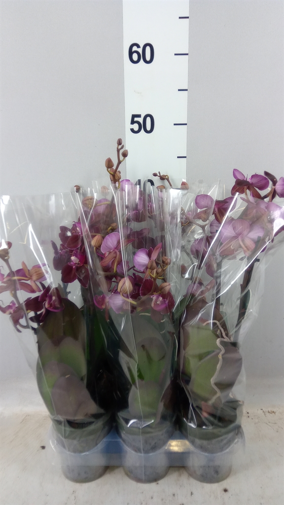 Phalaenopsis Anthura Cartagena 9Ø 40cm 2st