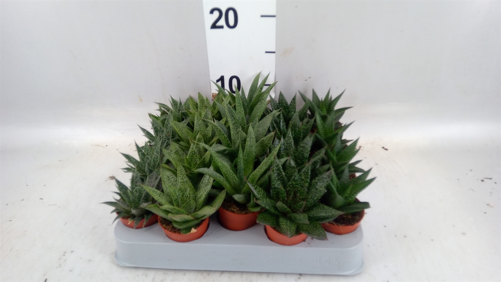 Aloe Mix 5Ø 8cm