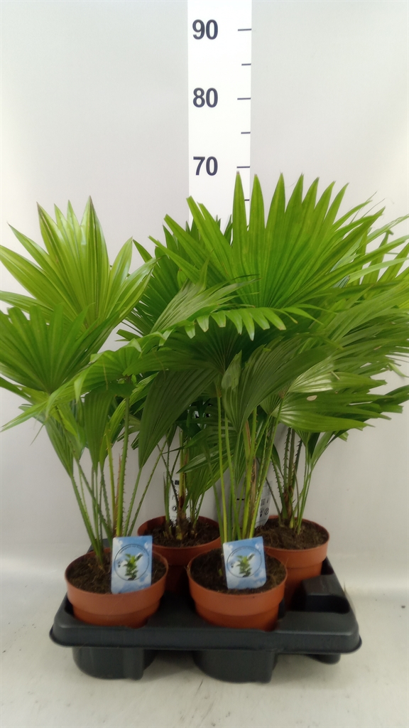 Livistona Rotundifolia 14Ø 45cm