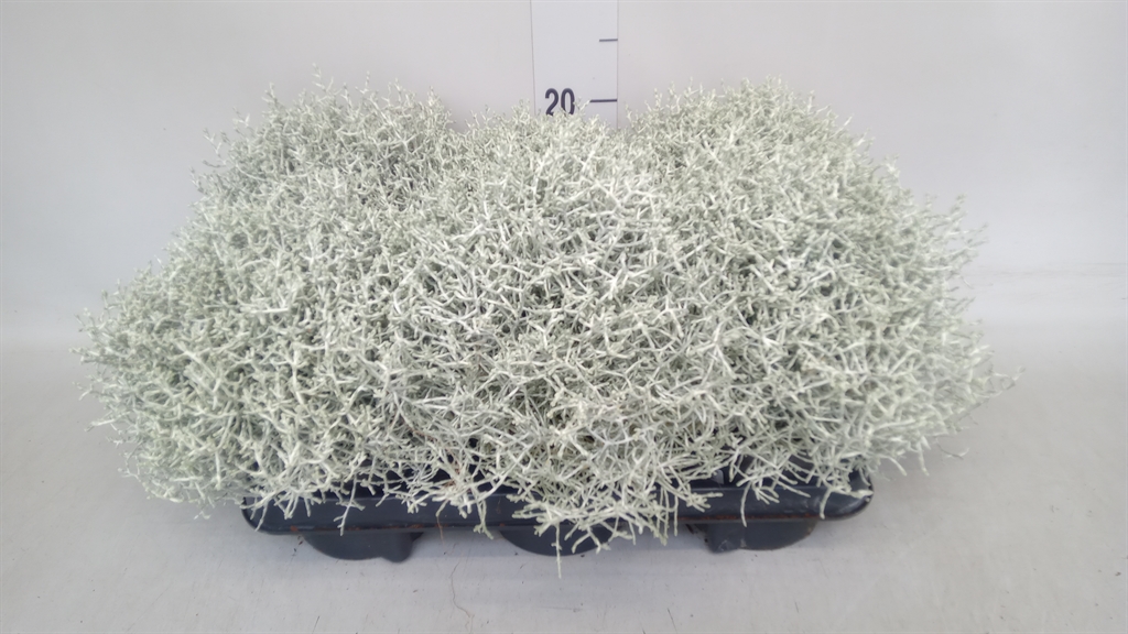 Leucophyta Brownii 13Ø 20cm