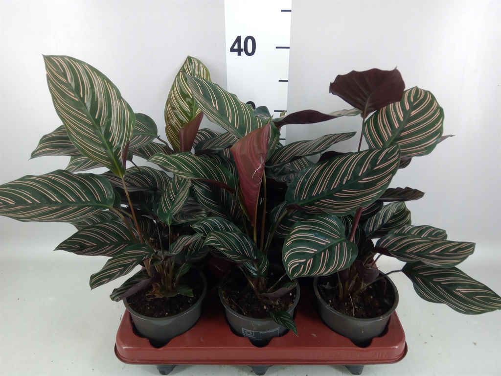 Calathea Sanderiana 12Ø 35cm