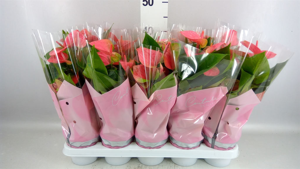Anthurium Sweet Dream 12Ø 40cm