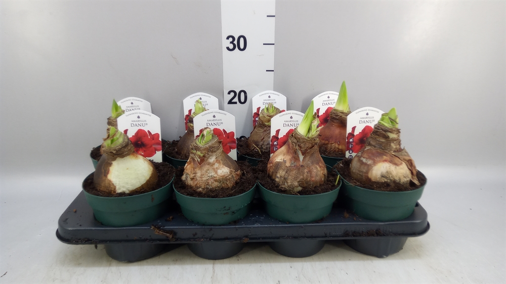 Hippeastrum Amorita Danu 14Ø 20cm