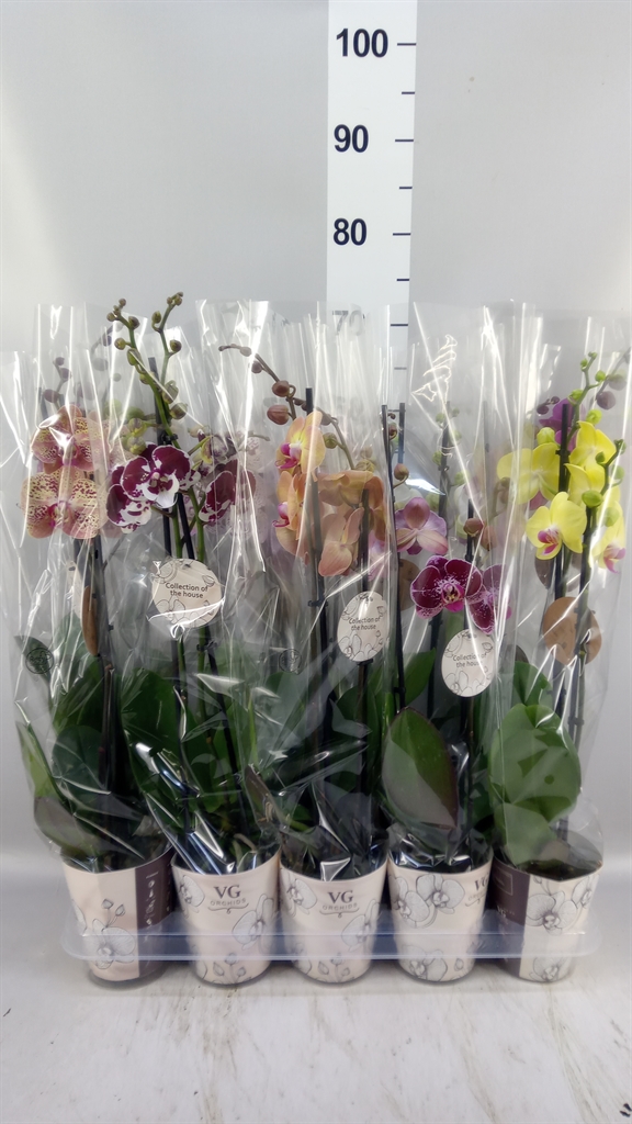 Phalaenopsis Mix 12Ø 60cm 2st