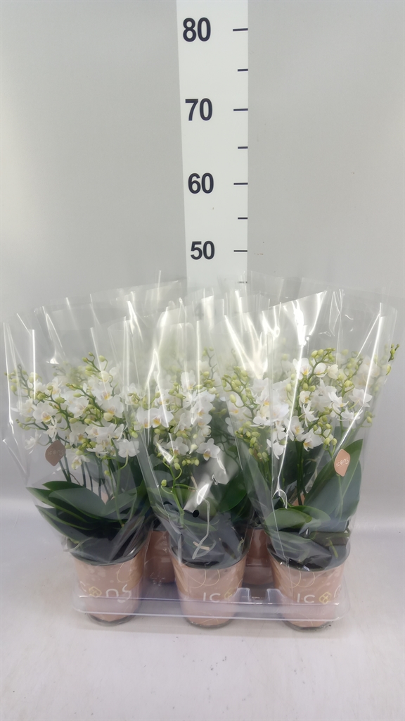 Phalaenopsis Multiflora White Punch 12Ø 35cm 6st