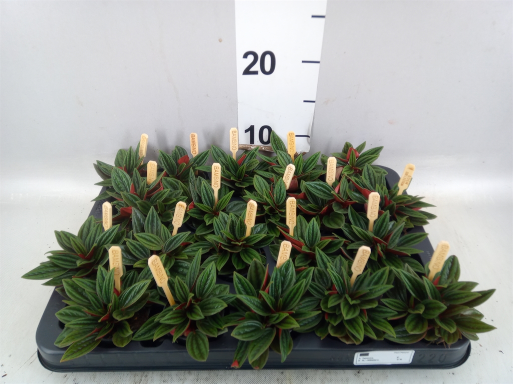 Peperomia Rosso 505Ø 10cm
