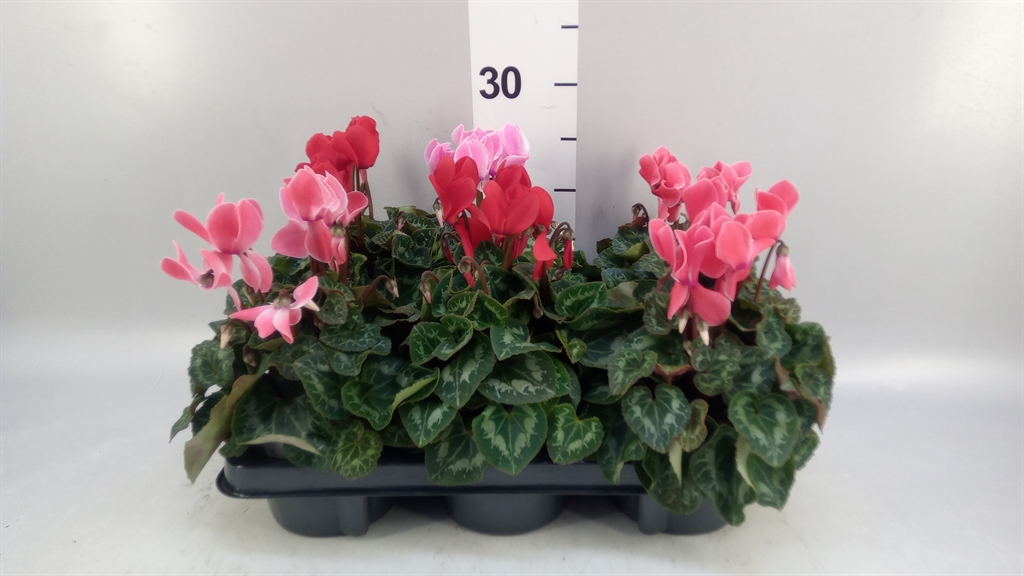 Cyclamen Super Serie Allure 12Ø 29cm