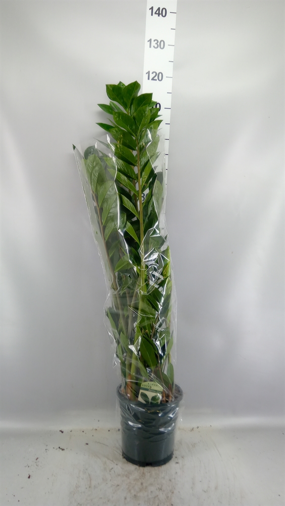 Zamioculcas Zamiifol 21Ø 90cm