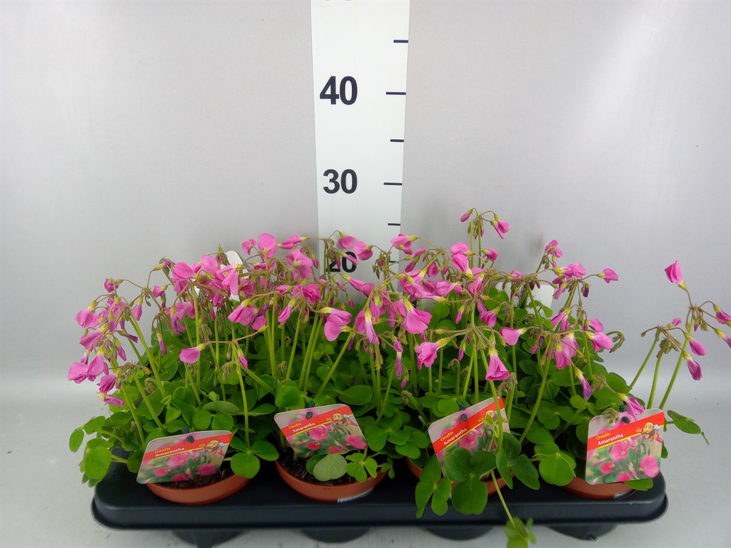 Oxalis Amarantha 13Ø 20cm