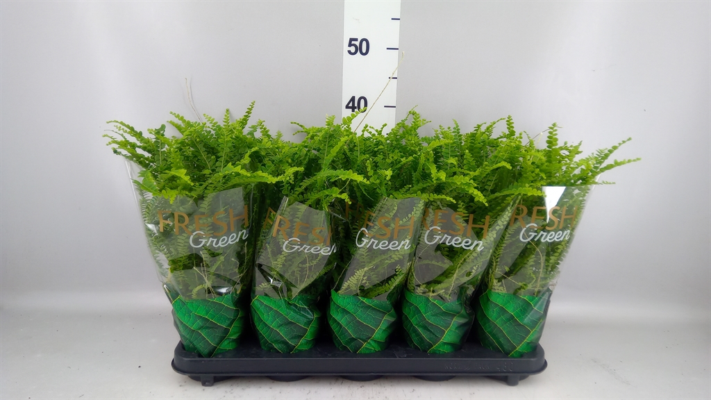 Nephrolepis Duffii 12Ø 40cm