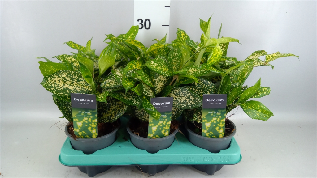 Dracaena Florida Beauty 12Ø 30cm