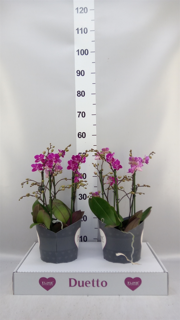 Phal Mf Ov Paars 17Ø 50cm