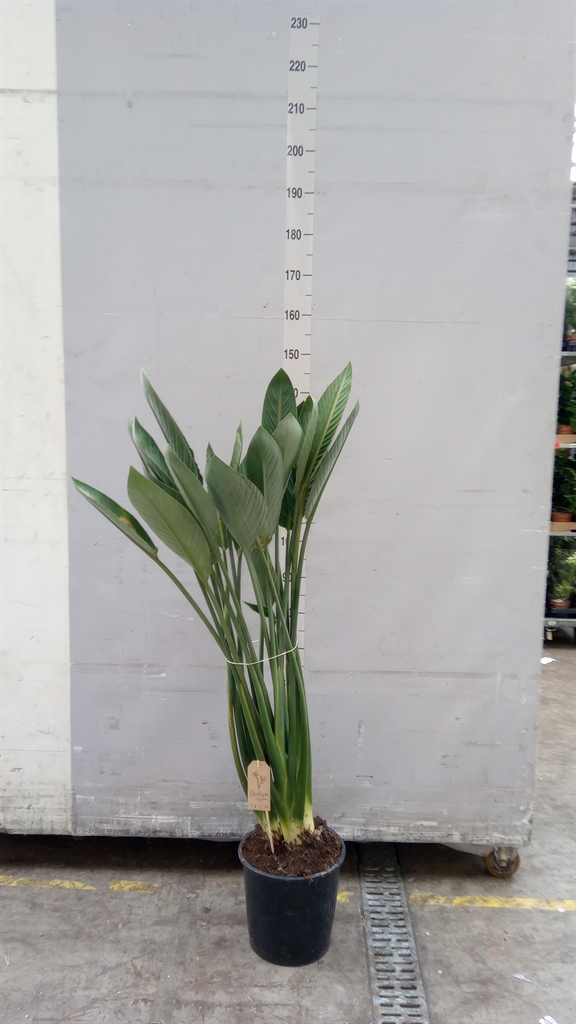 Strelitzia Reginae 27Ø 130cm