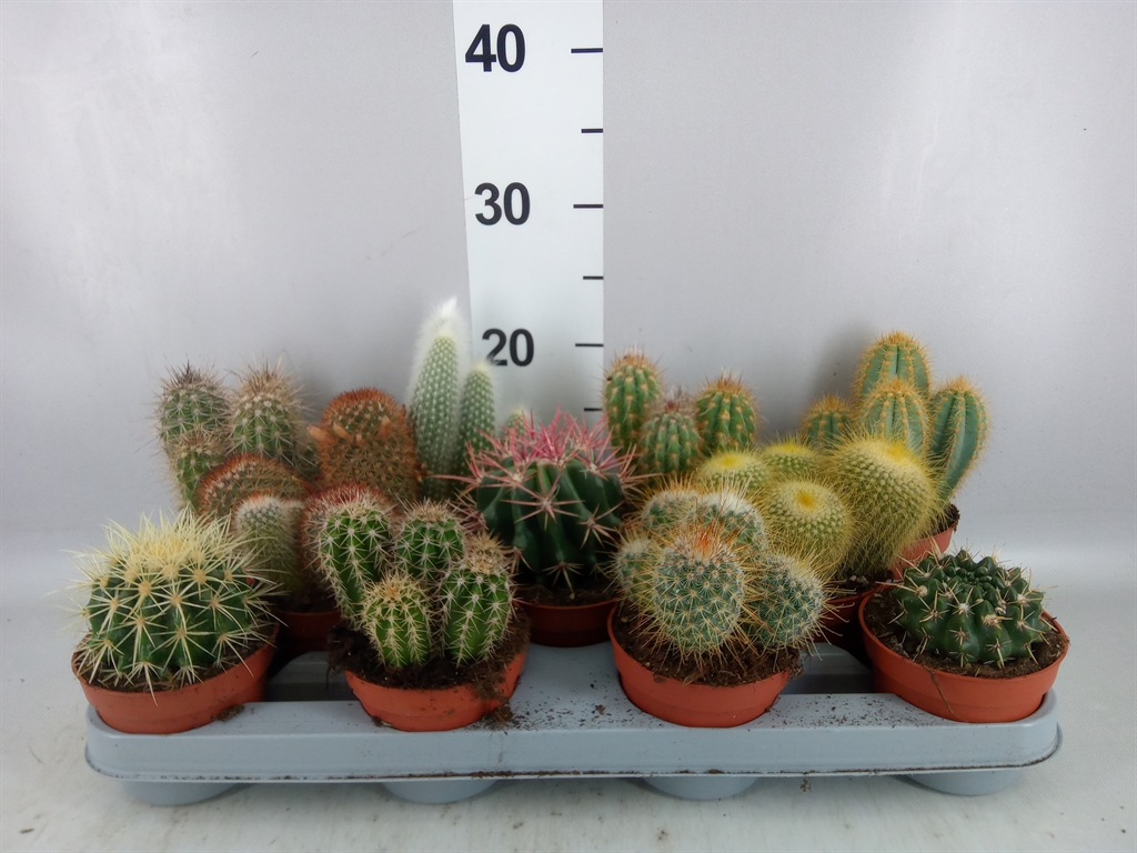 Cactus Mix 10Ø 15cm