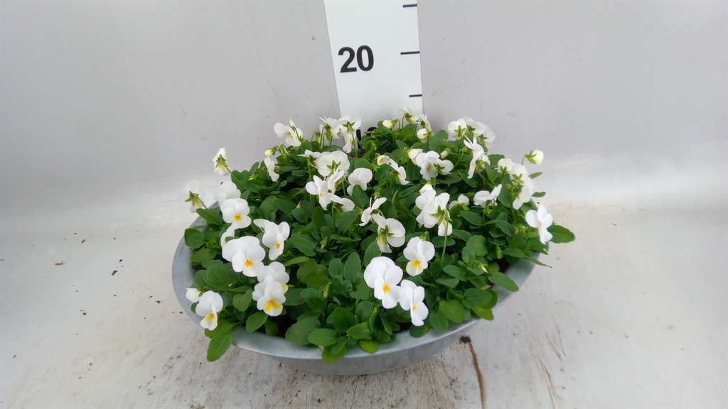 Vio Co D True White 33Ø 25cm