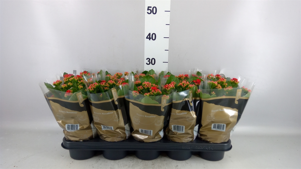 Kalanchoe Double Rosalina Don Justino 12Ø 27cm