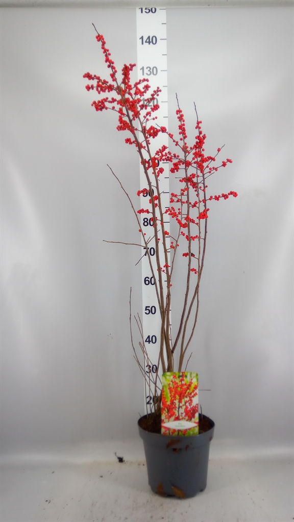 Ilex Verticillata 23Ø 120cm