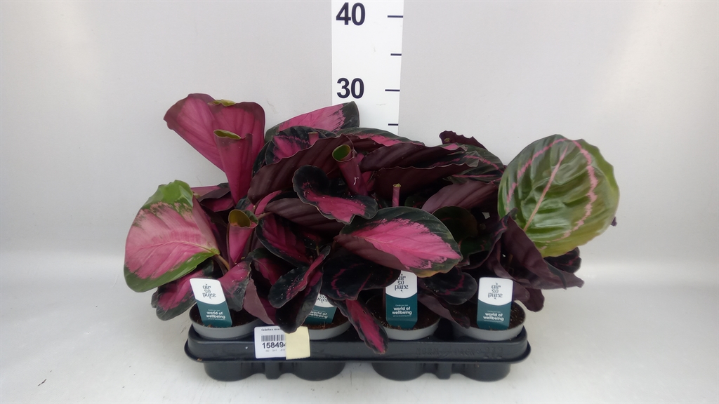 Calathea Crimson 9Ø 15cm