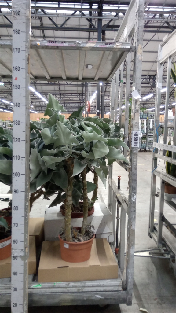 Kalanchoe Beharensis 30Ø 120cm
