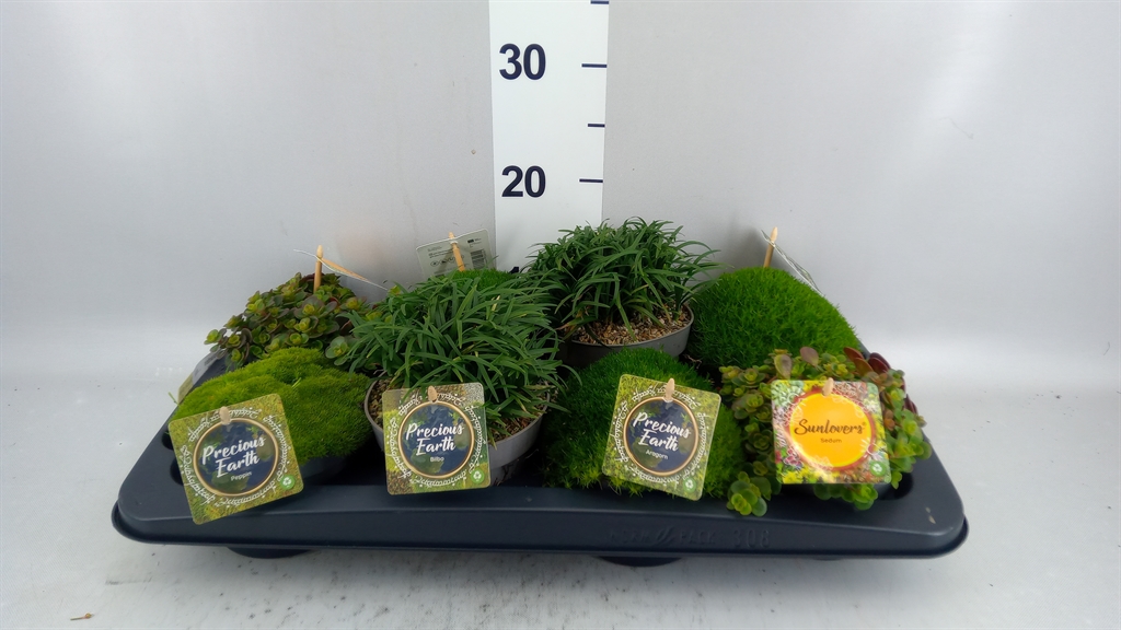 Rock Plants Mix 13Ø 15cm