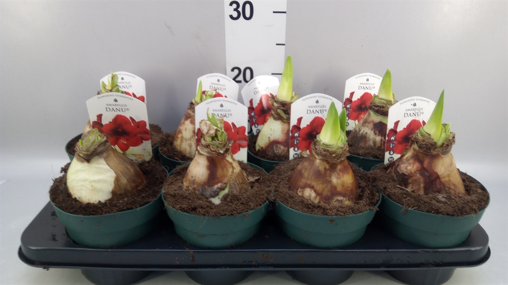Hippeastrum Amorita Danu 14Ø 20cm
