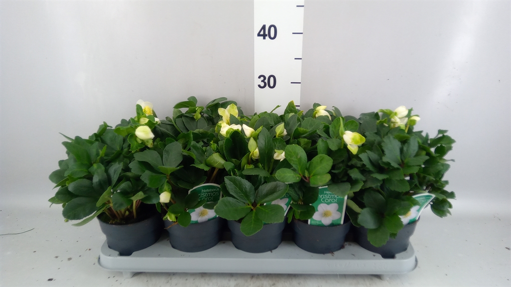 Helleborus Christmas Carol 12Ø 25cm