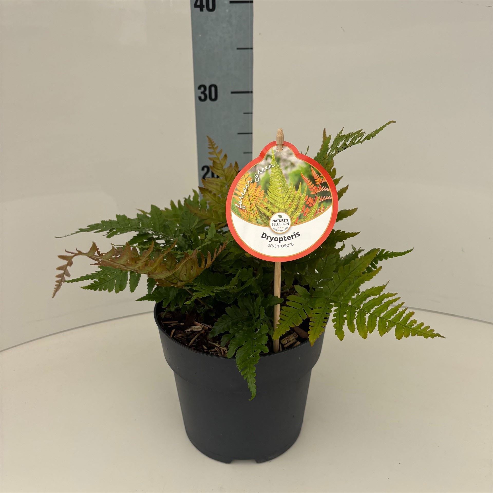 Dryopteris Erythrosora 17Ø 40cm