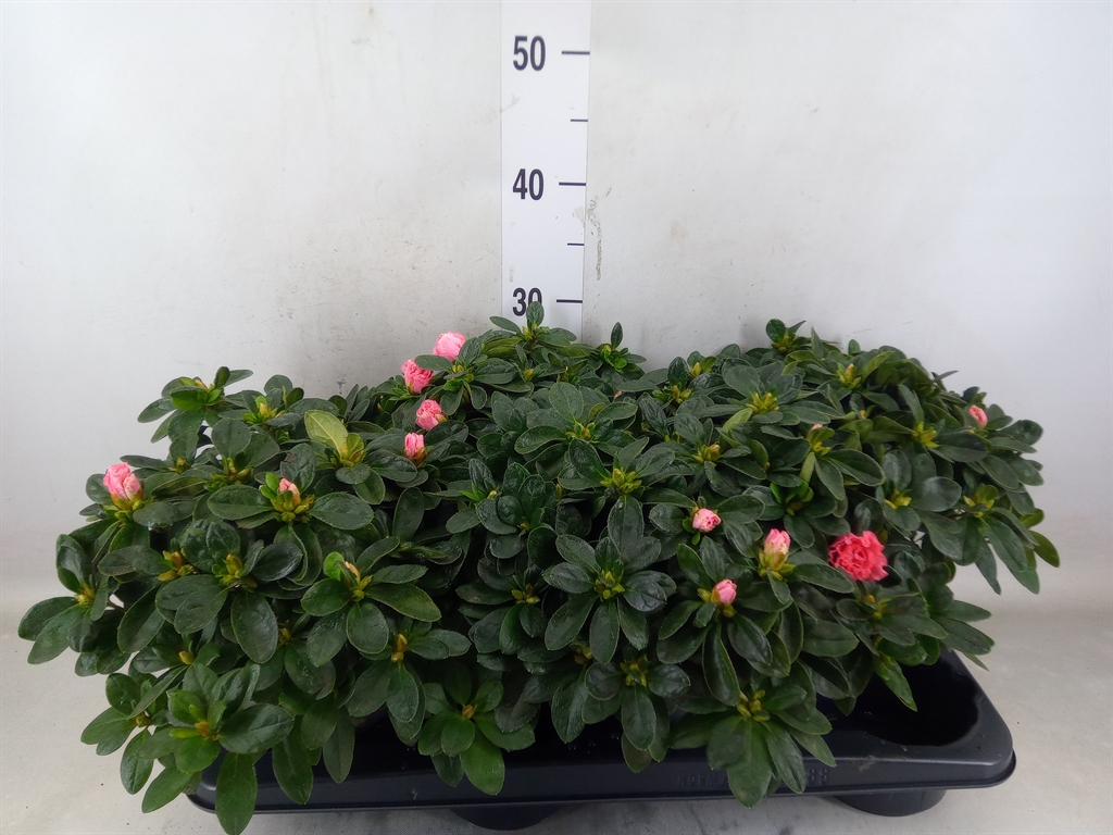 Rhododendron Bird Luntera 14Ø 30cm