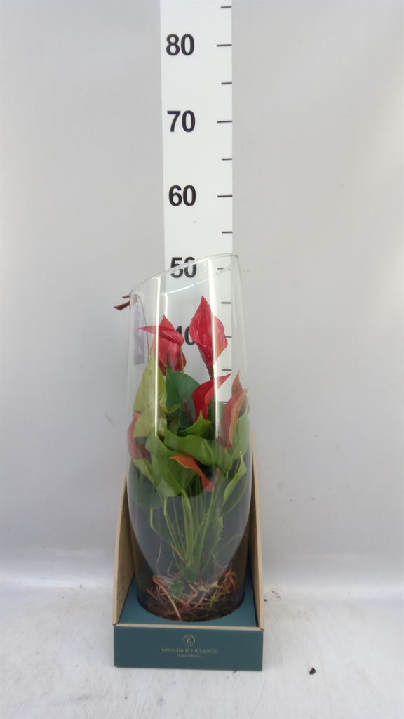 Anthu Banderola Lava 12Ø 35cm