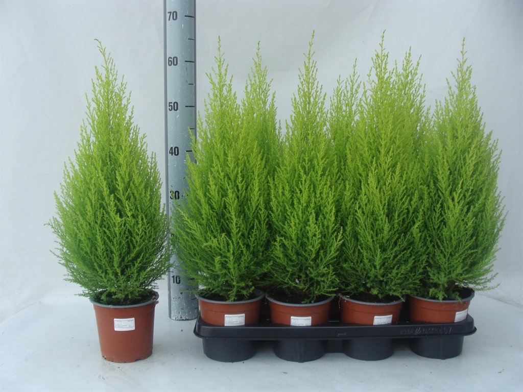 Cupressus Goldcrest Wilma 14Ø 60cm