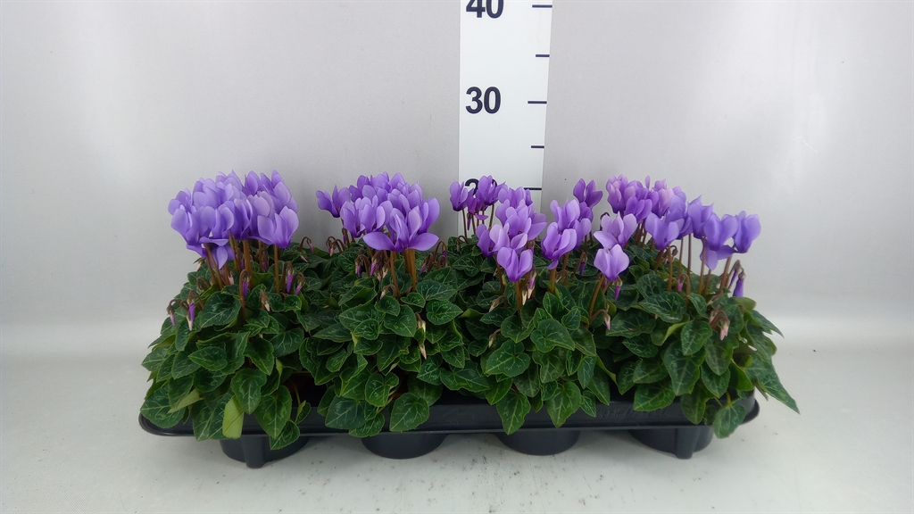 Cyclamen Persicum Ssdblue001 10Ø 23cm
