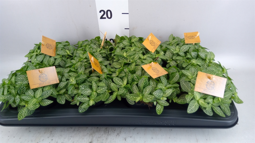 Fittonia Verschaffeltii 10Ø 15cm