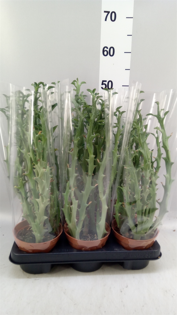 Euphor Succulenten 13Ø 20cm