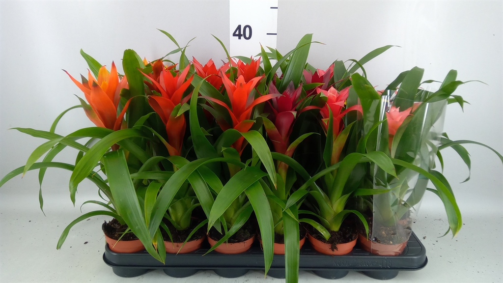 Guzmania Mix 6 Kinds 9Ø 24cm