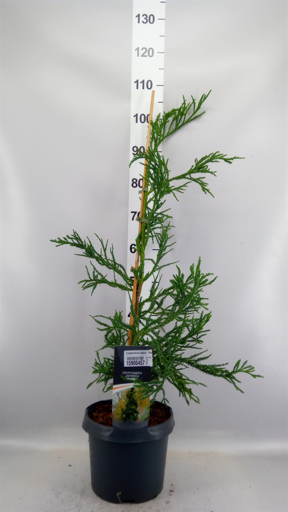 Cryptomeria Rasen 23Ø 90cm