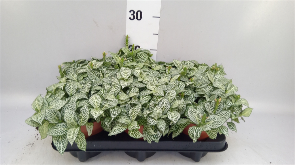 Fitt Overig 12Ø 20cm