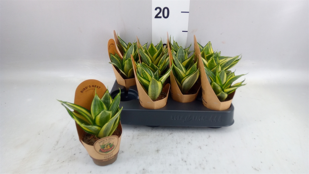 Sansevieria Golden Hahnii 6Ø 20cm