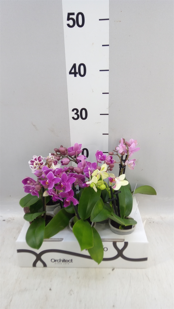 Phal Mini 6Ø 17cm