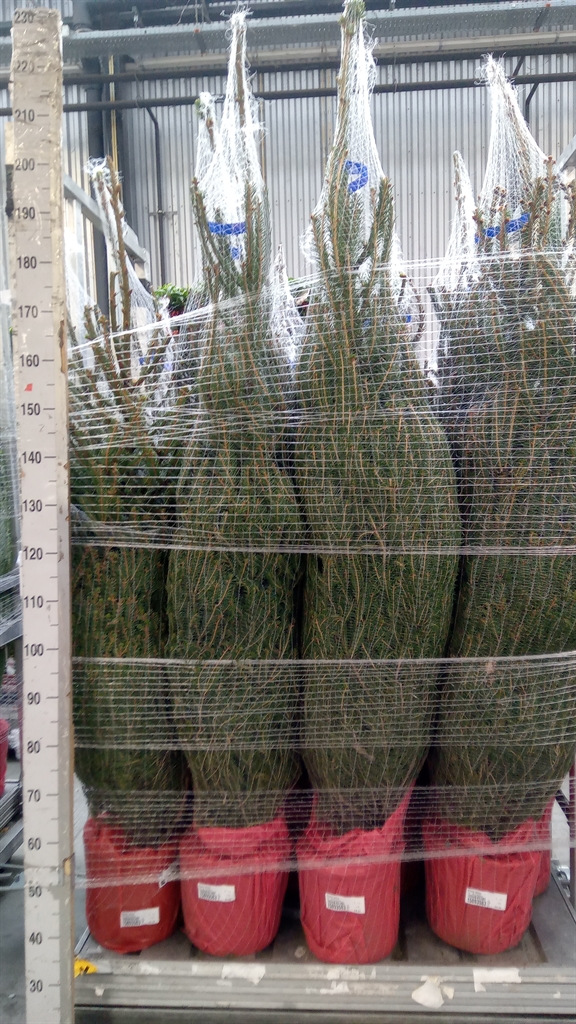 Pice Abies 28Ø 160cm