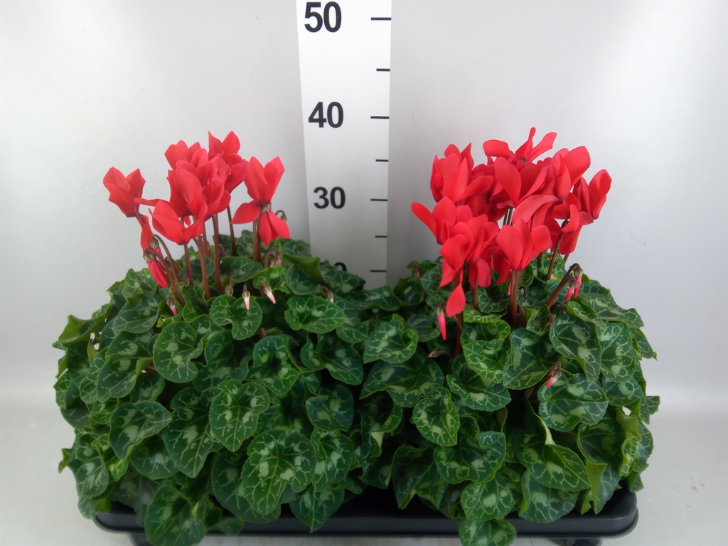 Cyclamen Super Serie Xl 15Ø 36cm