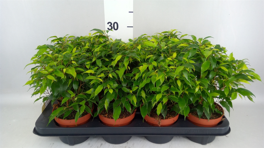 Ficus Benjamina Green Kinky 12Ø 30cm