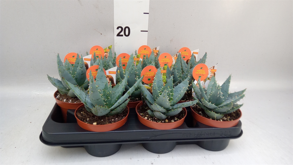 Aloe Peglerae 510Ø 15cm