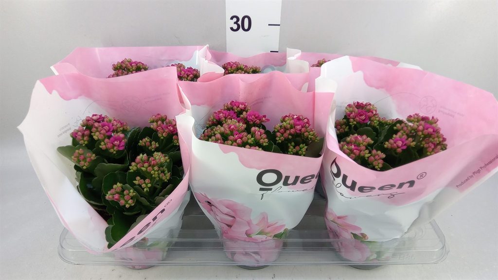 Kalanchoe Double Rose Flowers Rafaela 14Ø 26cm