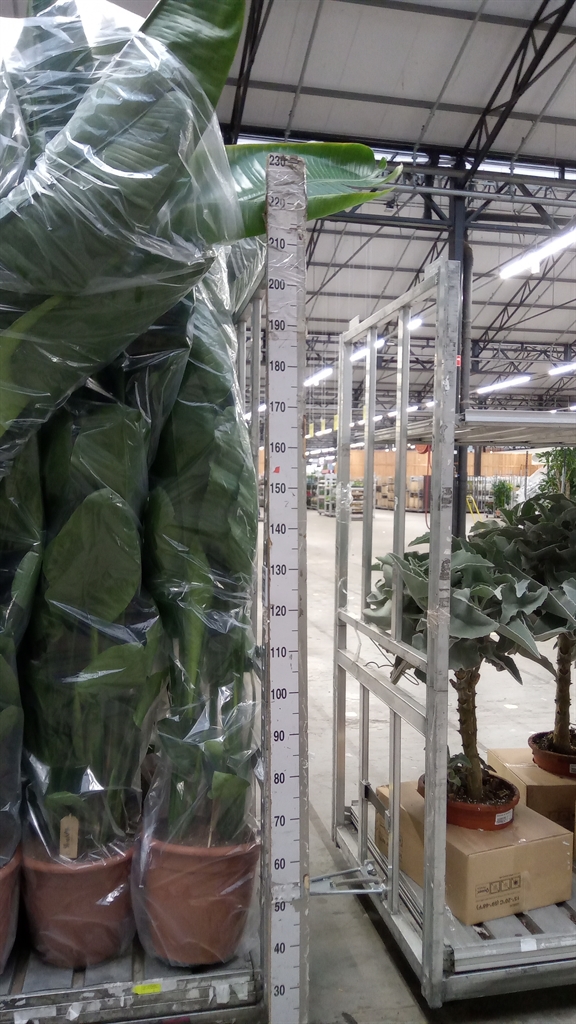 Strelitzia Nicolai 36Ø 180cm
