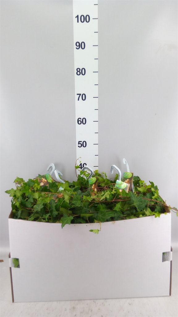 Hedera Helix Pittsburgh 17Ø 100cm
