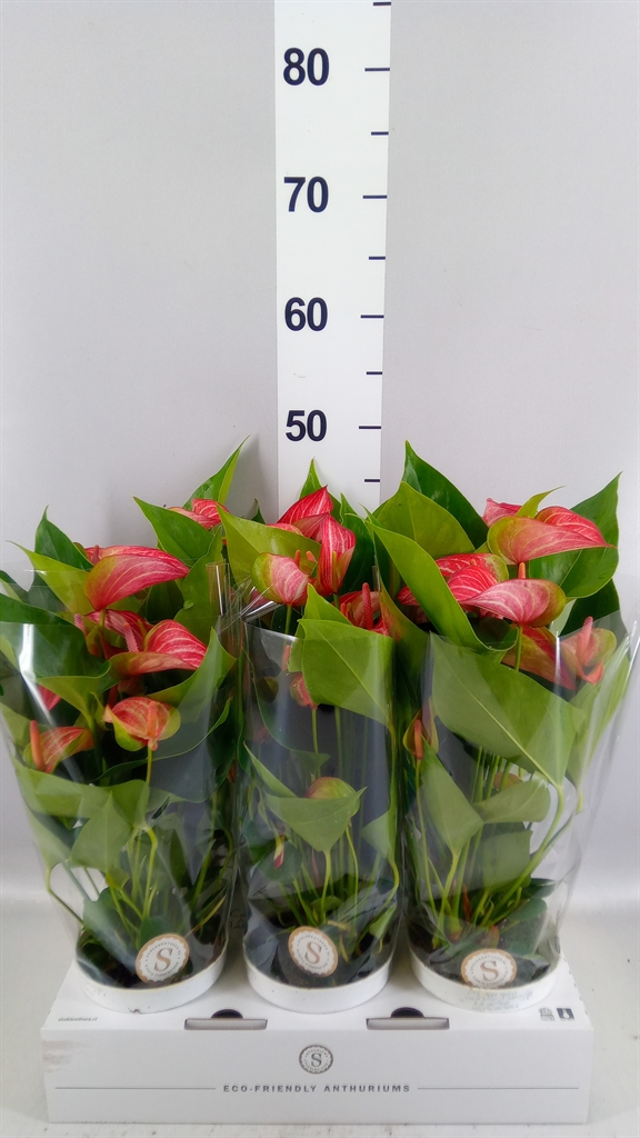 Anthurium Livium Red 12Ø 40cm