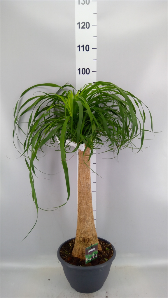 Beaucarnea Recurvata 26Ø 90cm