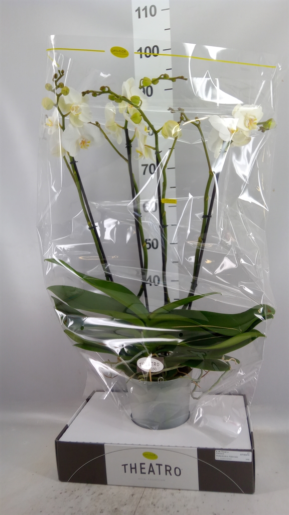 Phalaenopsis White 2 Stem 17Ø 85cm